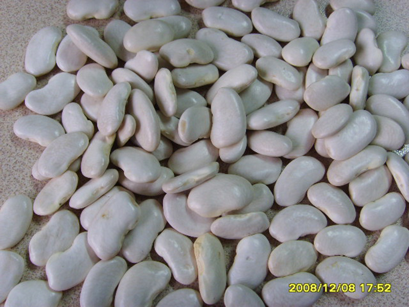 扁白芸豆White Kidney Beans, flat type 150-200grains
