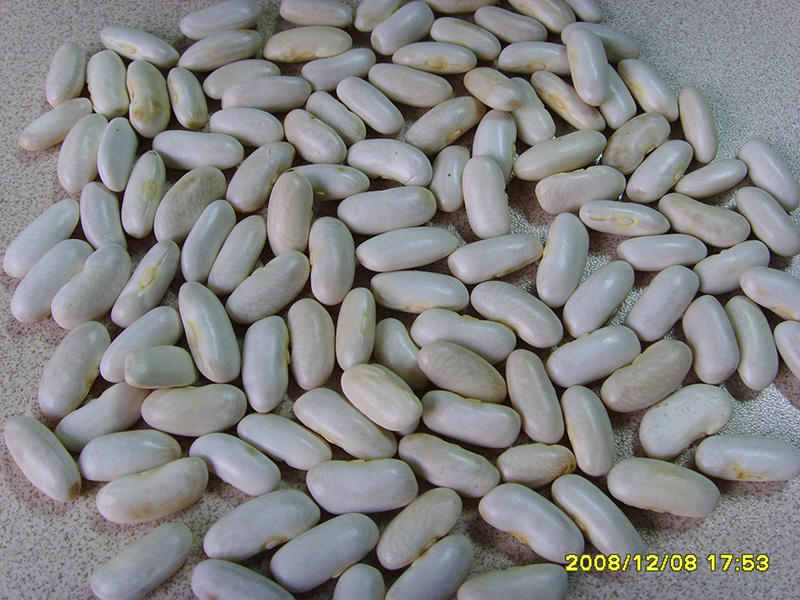白芸豆White Kidney Beans, Alubia type 180-220grains