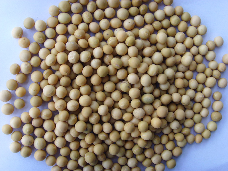 大豆Soybeans