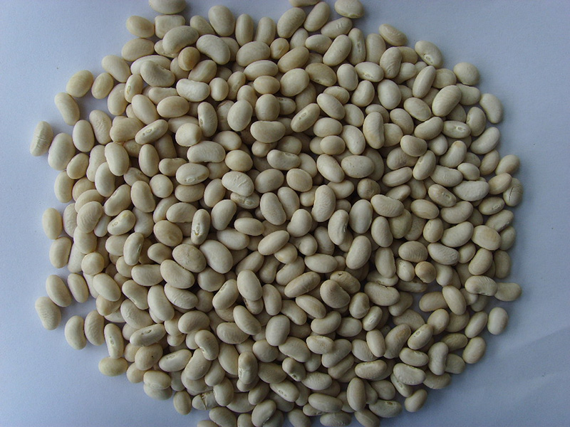 海军白Navy Beans 500grains