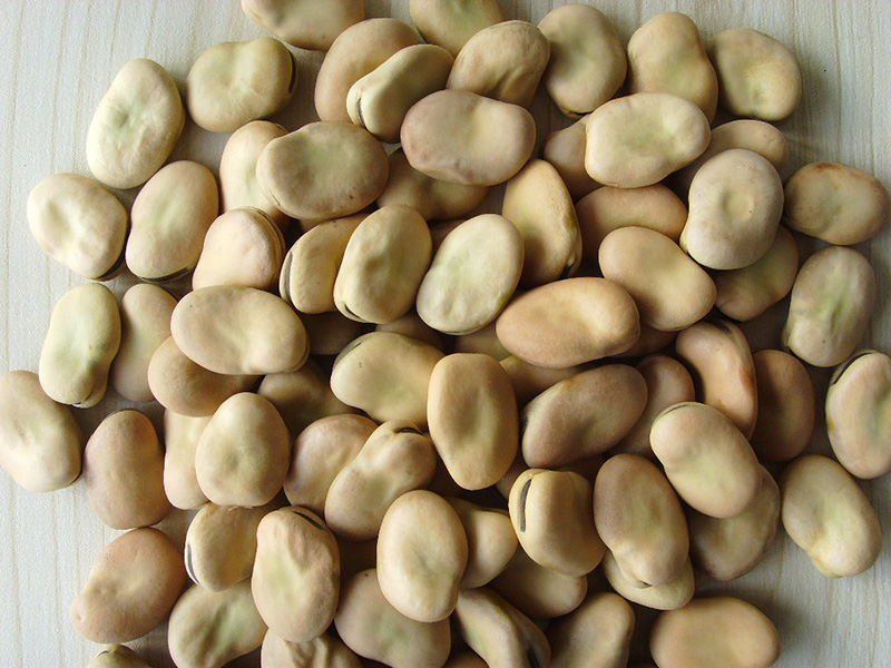 蚕豆Broad Beans (40-50,50-60,60-70, 70-80, 80-110grains)