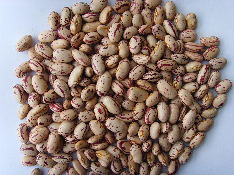 美国圆奶花芸豆Light Speckled Kidney Beans, round shape, American type 200-240grains