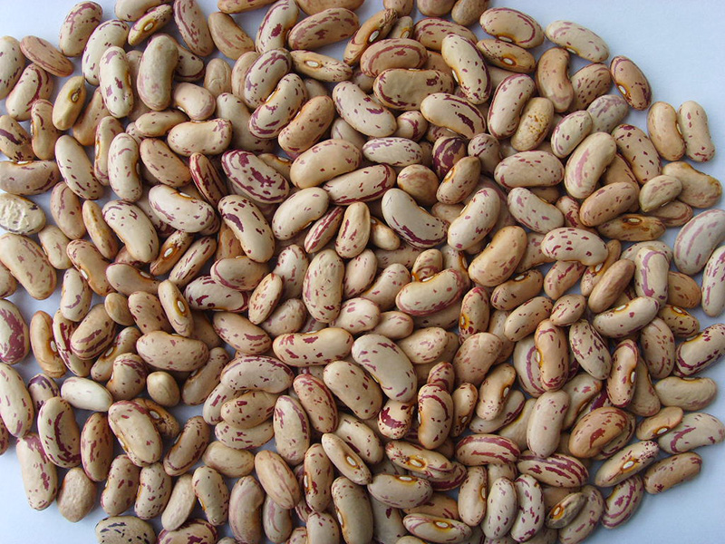 奶花芸豆Light Speckled Kidney Beans, long shape 200-240grains
