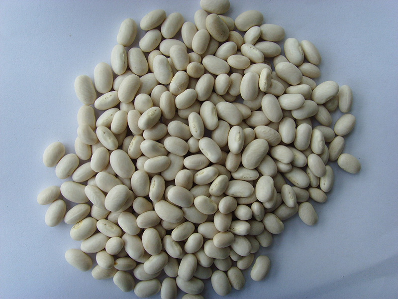 日本白芸豆Japanese White Kidney Beans 300-380grains