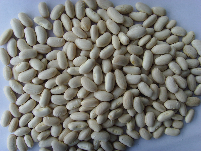 西班牙白芸豆Spanish White Kidney Beans 200-240grains