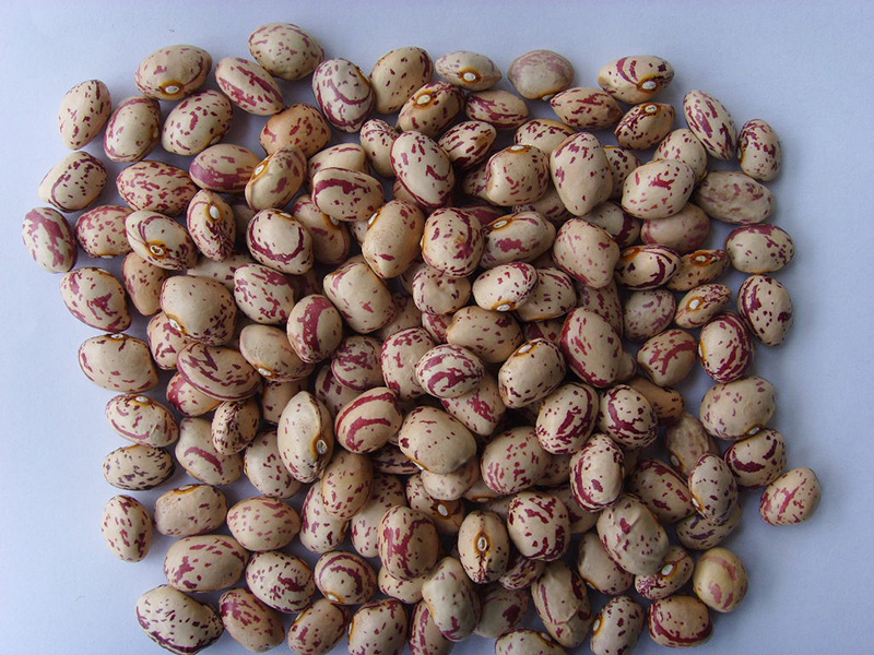 新疆圆奶花芸豆Light Speckled Kidney Beans,170grains round shape, Xinjiang origin