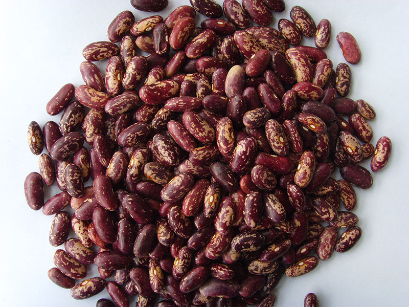 紫花芸豆Purple Speckled Kidney Beans,200-220grains