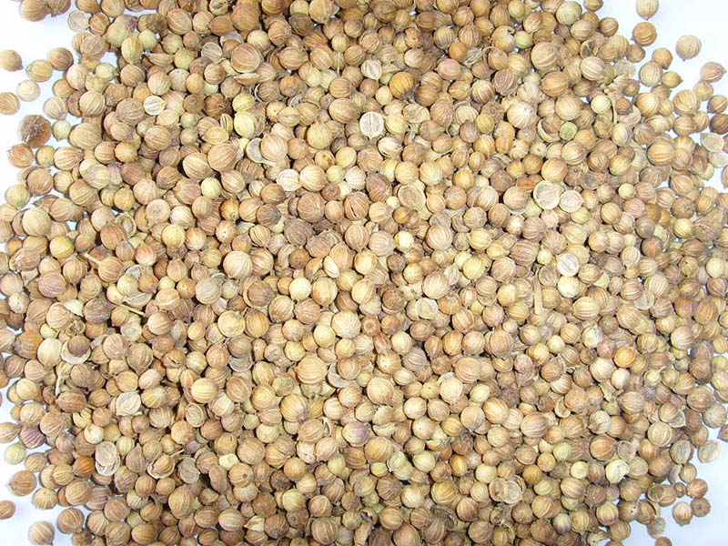 香菜籽Coriander Seeds (small, normal, big size)